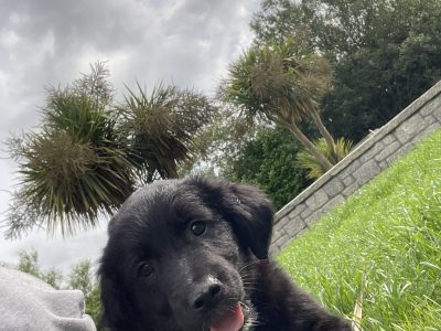 Black retriever puppies