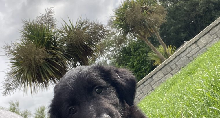 Black retriever puppies