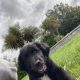 Black retriever puppies