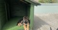 German Shepard Puppies