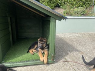German Shepard Puppies