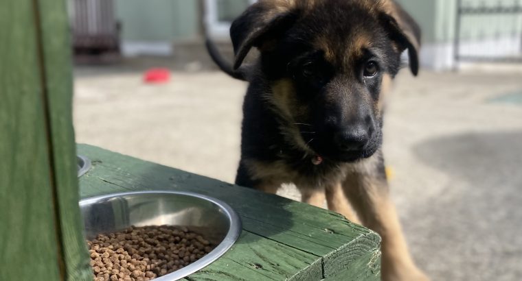 German Shepard Puppies