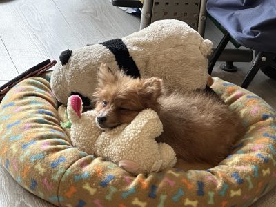 Pomeranian puppy