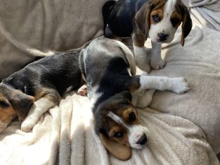 Beagle tricolour 1ft puppies for sale