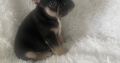 French bulldog male puppy