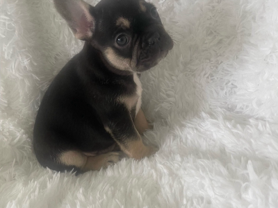 Tri-Colored French Bulldog in Limerick