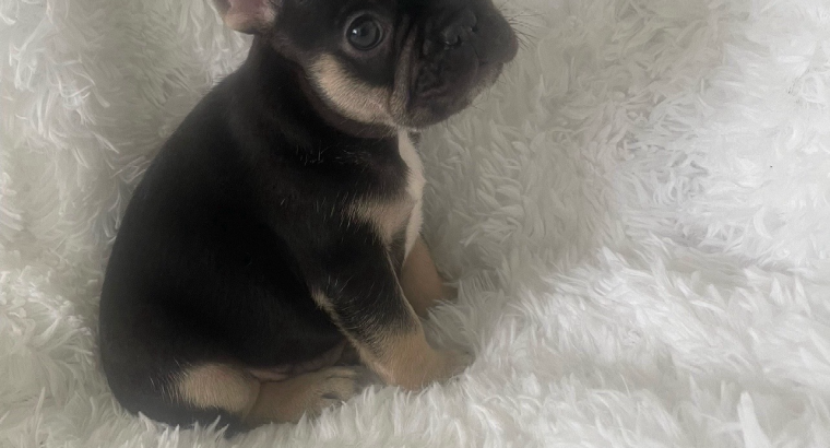 French bulldog male puppy