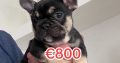 French bulldog male puppy