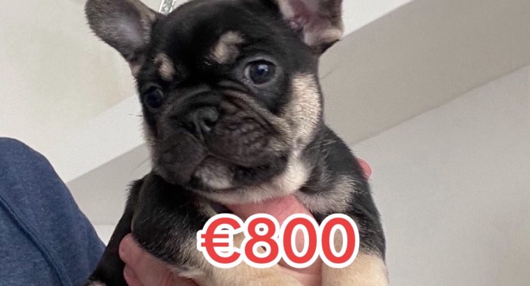 French bulldog male puppy