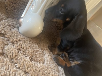 Miniature Dachshund Puppies in Whitehall