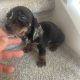 Miniature dachshund