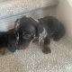 Miniature dachshund