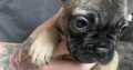 Frenchie for sale