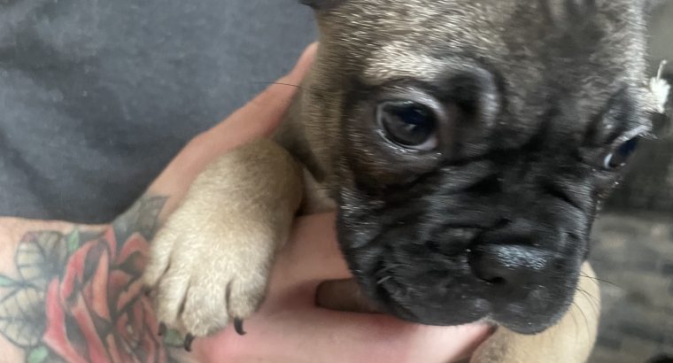 Frenchie for sale