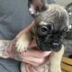 Frenchie for sale