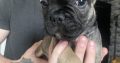 Frenchie for sale