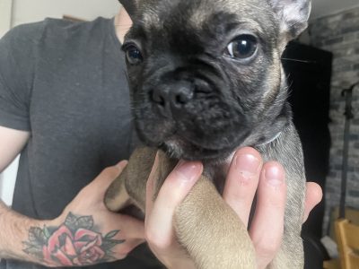 Frenchie for sale