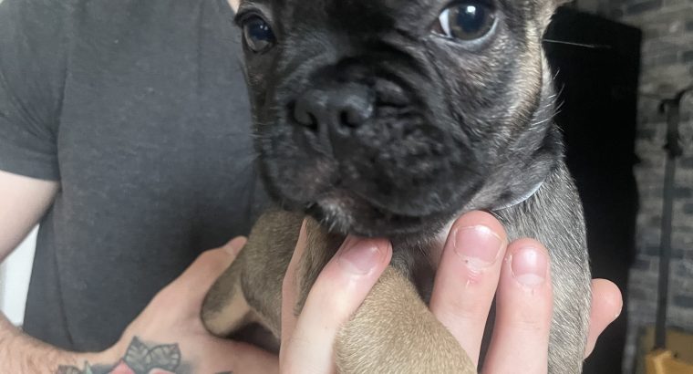 Frenchie for sale