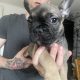Frenchie for sale
