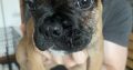 Frenchie for sale