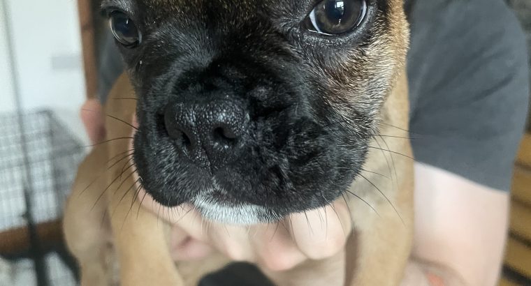 Frenchie for sale