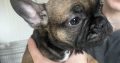 Frenchie for sale