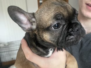 Frenchie for sale