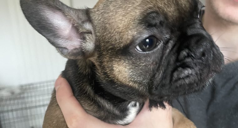 Frenchie for sale