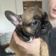 Frenchie for sale