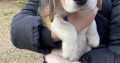 Beagle tricolour 1ft puppies for sale