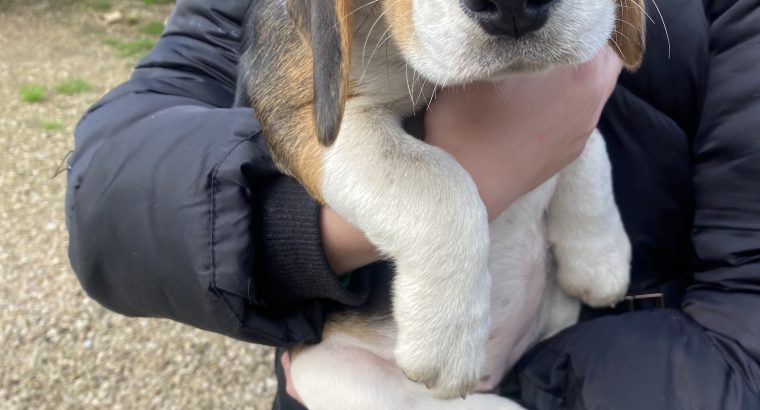 Beagle tricolour 1ft puppies for sale