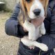 Beagle tricolour 1ft puppies for sale