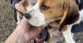 Beagle tricolour 1ft puppies for sale