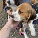 Beagle tricolour 1ft puppies for sale