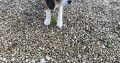 Beagle tricolour 1ft puppies for sale