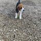 Beagle tricolour 1ft puppies for sale