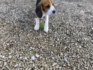 Beagle tricolour 1ft puppies for sale