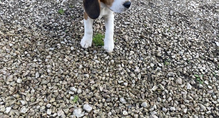 Beagle tricolour 1ft puppies for sale