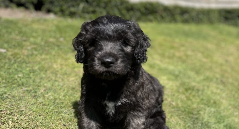 Old English / Catalan Sheepdog puppies – 3 left!