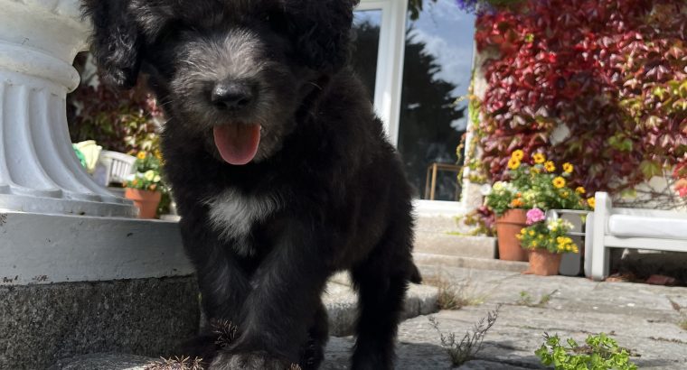 Old English / Catalan Sheepdog puppies – 3 left!