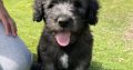 Old English / Catalan Sheepdog puppies – 3 left!