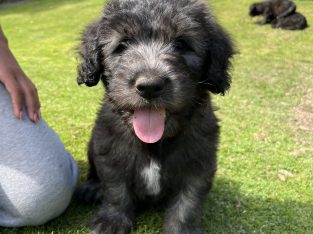 Old English / Catalan Sheepdog puppies – 3 left!