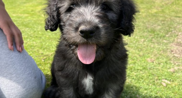 Old English / Catalan Sheepdog puppies – 3 left!