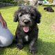 Old English / Catalan Sheepdog puppies – 3 left!