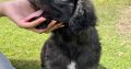 Old English / Catalan Sheepdog puppies – 3 left!