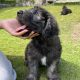 Old English / Catalan Sheepdog puppies – 3 left!