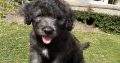 Old English / Catalan Sheepdog puppies – 3 left!