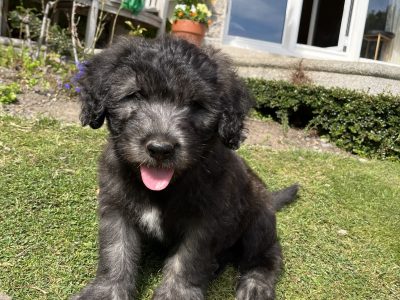 Old English Sheepdog Puppies in Dalkey