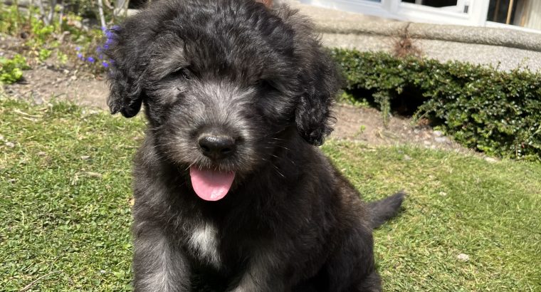 Old English / Catalan Sheepdog puppies – 3 left!