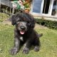 Old English / Catalan Sheepdog puppies – 3 left!